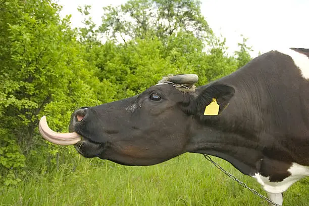 Photo of Cow showing the tongue