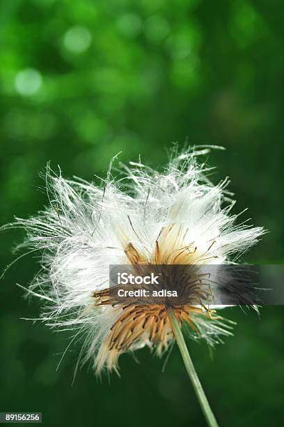 Cardo - Fotografie stock e altre immagini di Autunno - Autunno, Bianco, Botanica