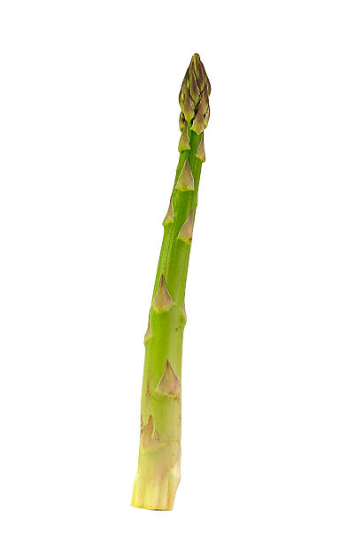 asparagus stock photo