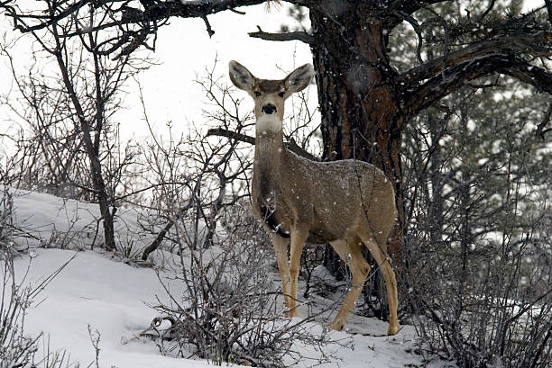 istock Doe  Mule Deer in Deep Colorado Snow 89156588