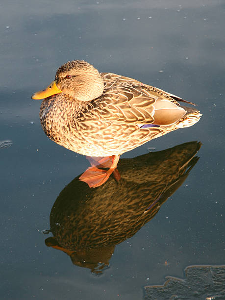 duck on ice stock photo