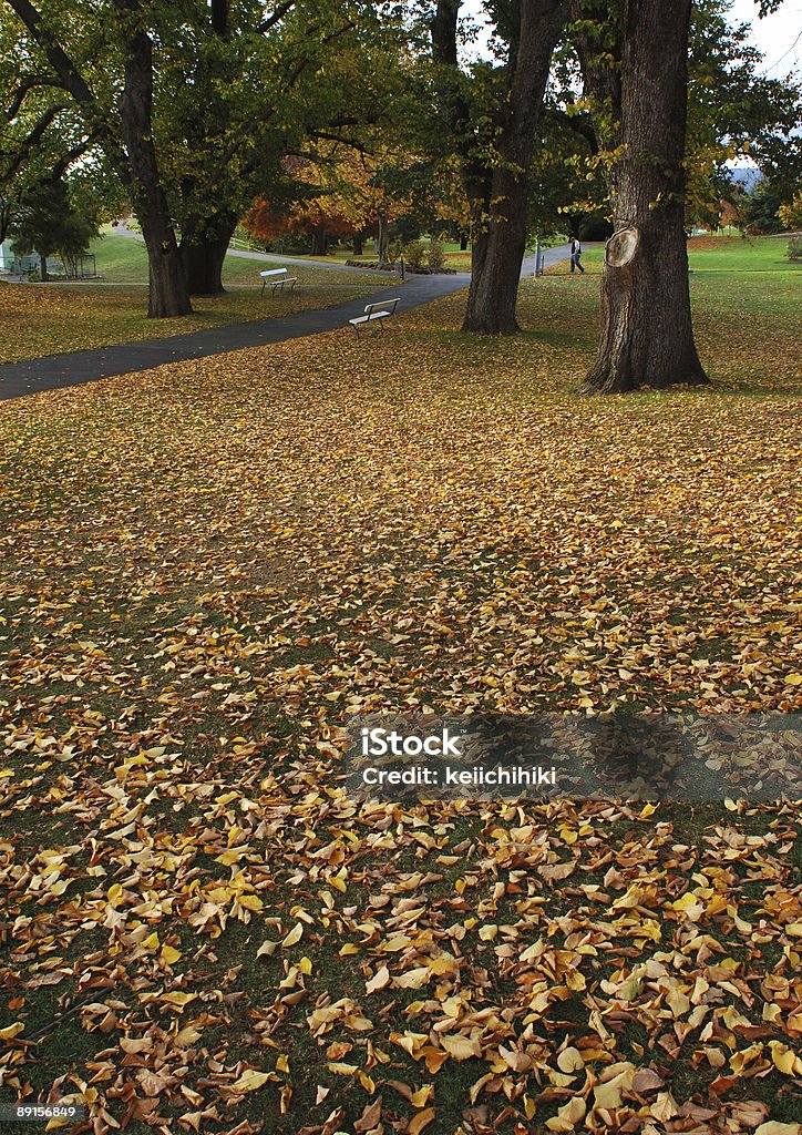 Foglie in autunno parco - Foto stock royalty-free di Ambientazione esterna