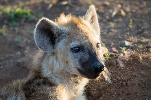istock Two hyena lying down looking and observing the  young 891569270