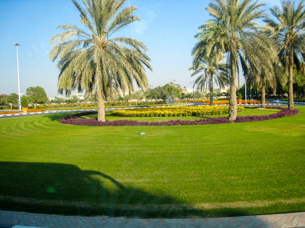 istock Palm trees in Central Park in Dubai, UAE 891569524