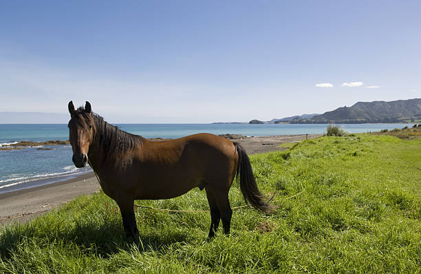 istock Horse in front of the Pacific Ocean 89156954