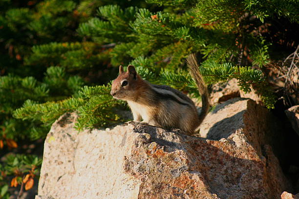 Chipmunk on the Lookout stock photo