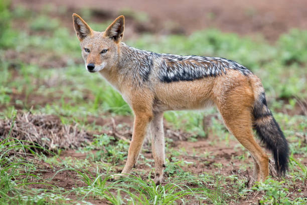 istock Black backed jackal walking on short green grass looking for food 891569710
