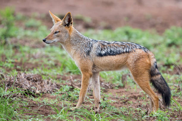 istock Black backed jackal walking on short green grass looking for food 891569722