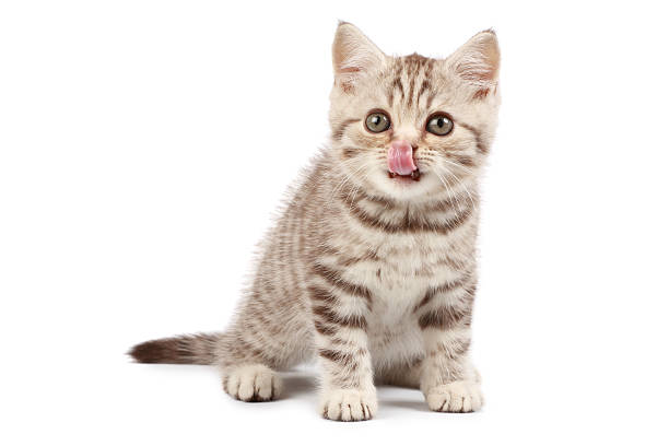 Cute little kitten with tongue on his nose stock photo