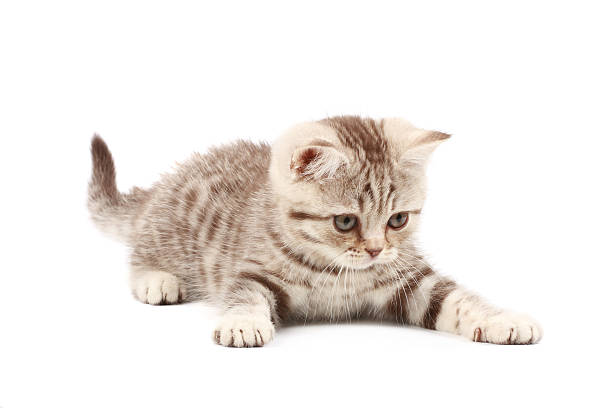 Cute little kitten stock photo