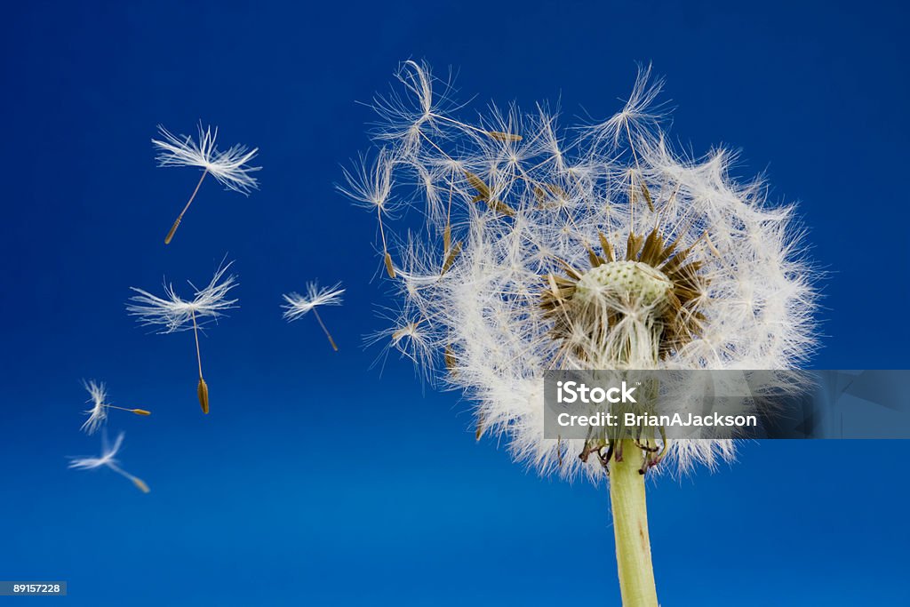 Dente di leone - Foto stock royalty-free di Bellezza naturale