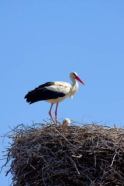 istock beautiful stork stand on the nest 89157278