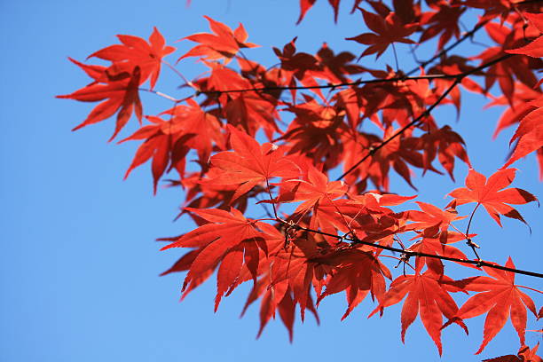 istock Red japanese maples leaves 89157299