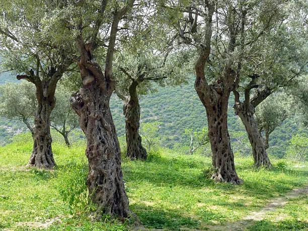 Olive trees in spring on background of green hills