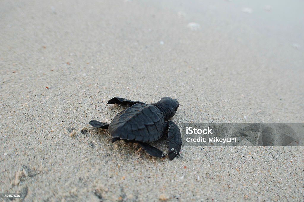 아기 바다 거북이 - 로열티 프리 겨냥 스톡 사진