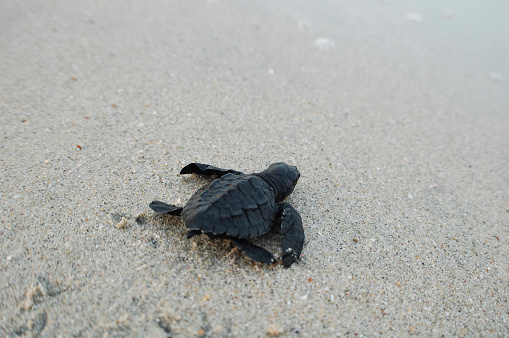 Green Turtle (Chelonia mydas) hatchling making it's way to the sea\