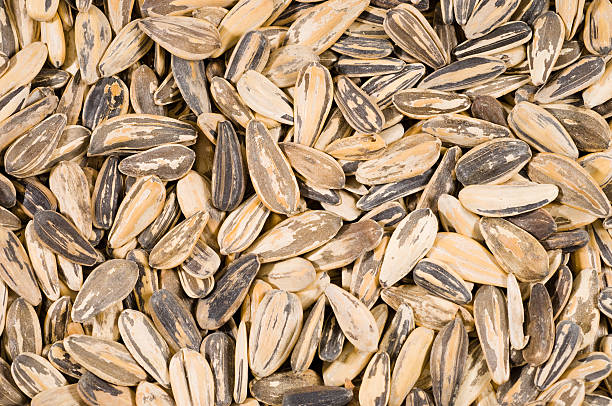 sfondo di semi di girasole - sunflower seed bird seed dried food healthy eating foto e immagini stock