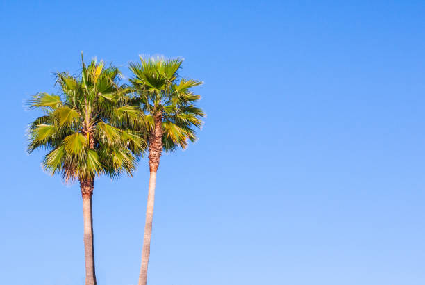 Two palm trees against blue sky. Palma, Majorca, Spain