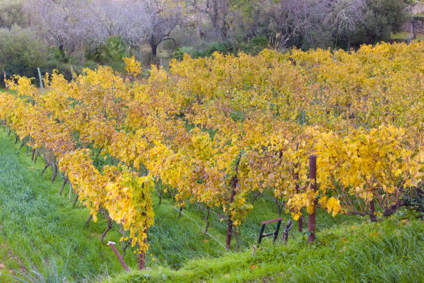 Autumn vineyards in Banyalbufar, Majorca, Spain Autumn vineyards in Banyalbufar, Majorca, Spain banyalbufar stock pictures, royalty-free photos & images