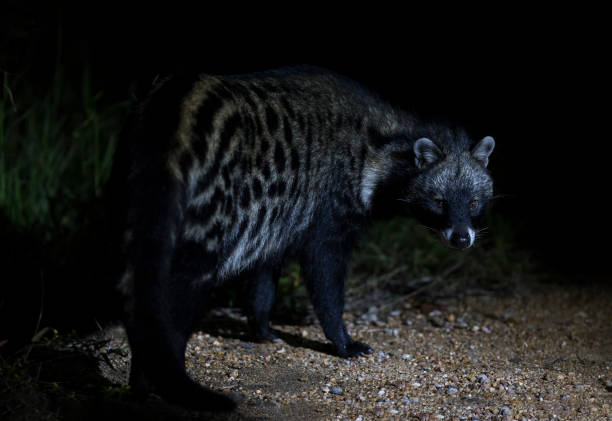 istock Close-up of a Civet Cat in a spotlight at night time 891576206