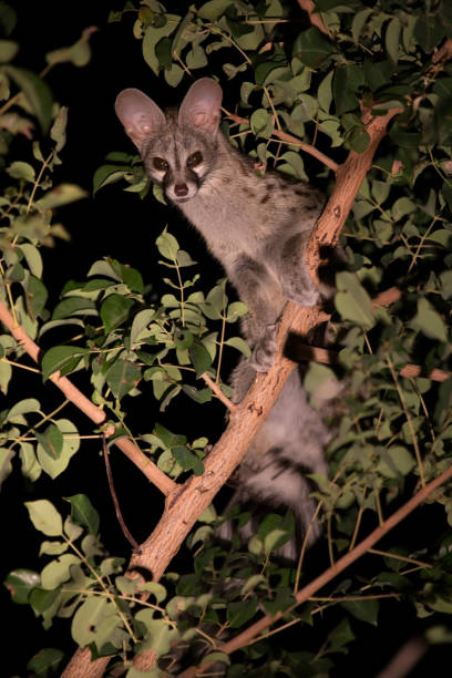 istock Genet with spots hiding in a tree at night 891576268