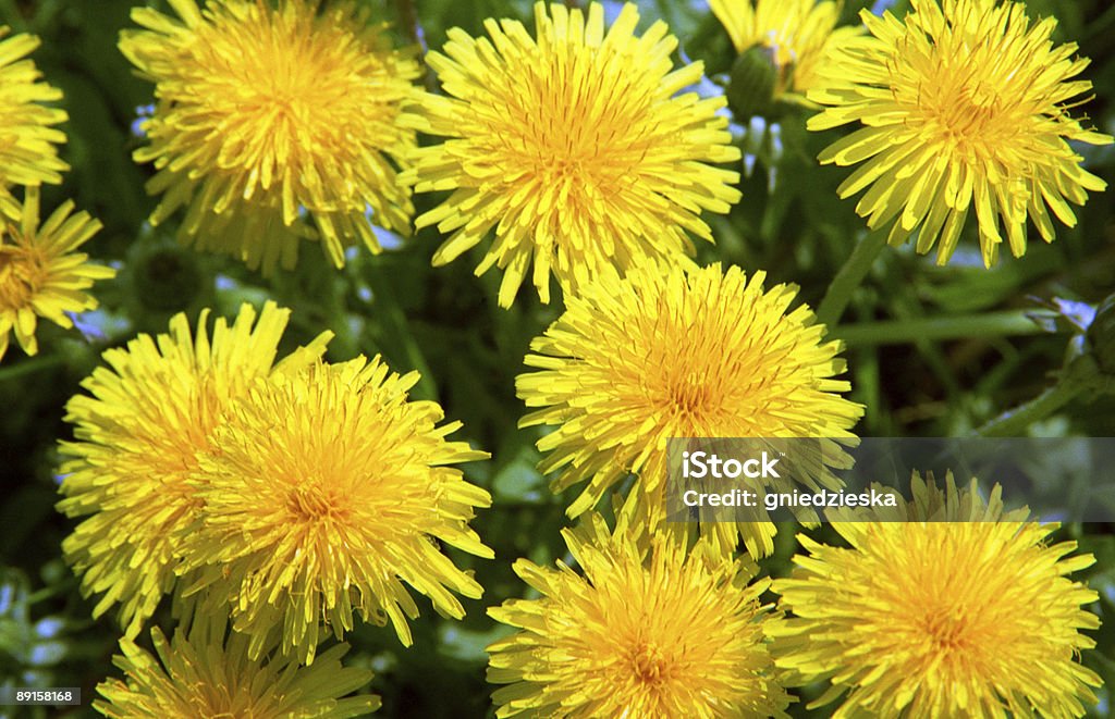 Giallo fiori di primavera - Foto stock royalty-free di Amore