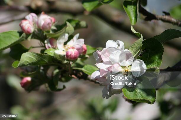 Apfelblüte Stockfoto und mehr Bilder von Apfel - Apfel, Apfelbaum, Apfelbaum-Blüte