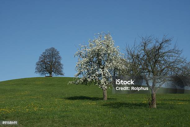 Primavera De Árbol De Flor Abriéndose Foto de stock y más banco de imágenes de Alb de Suabia - Alb de Suabia, Alemania, Alto - Descripción física