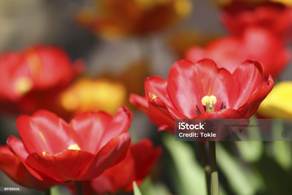 Rote Tulpen - Lizenzfrei Blatt - Pflanzenbestandteile Stock-Foto