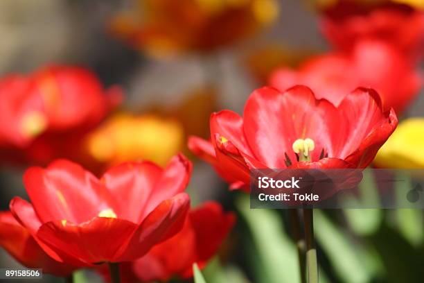 Rote Tulpen Stockfoto und mehr Bilder von Blatt - Pflanzenbestandteile - Blatt - Pflanzenbestandteile, Blume, Blume aus gemäßigter Klimazone