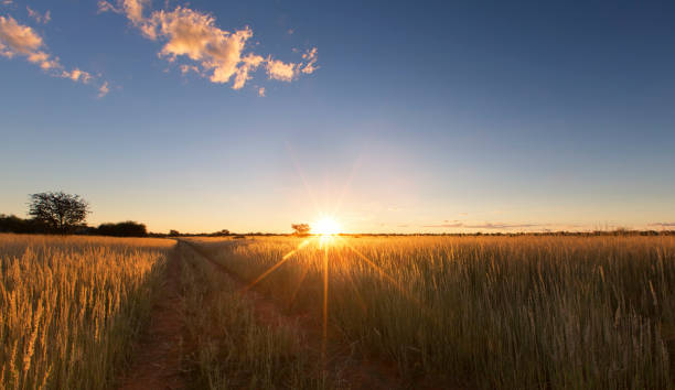 istock Kalahati sunset with trees grass and blue sky and road 891585820