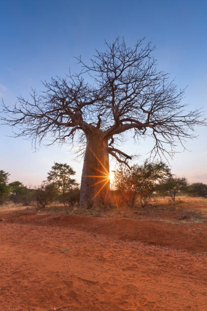 istock Large baobab tree without leaves at sunrise with clear sky 891585962