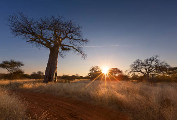 明確な空と日の出でなく大きなバオバブの木葉します。 - limpopo province ストックフォトと画像