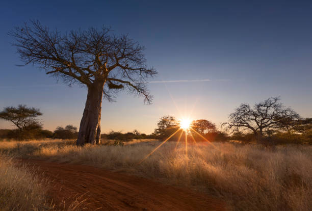 Large baobab tree without leaves at sunrise with a clear sky stock photo