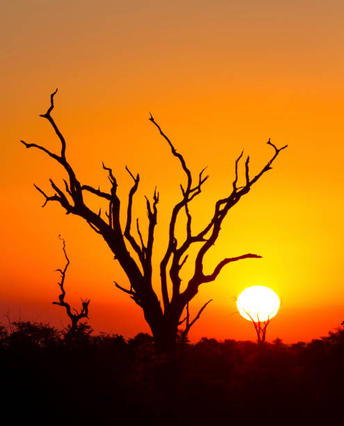 istock African sunset with a tree silhouette and the large orange sun 891586432