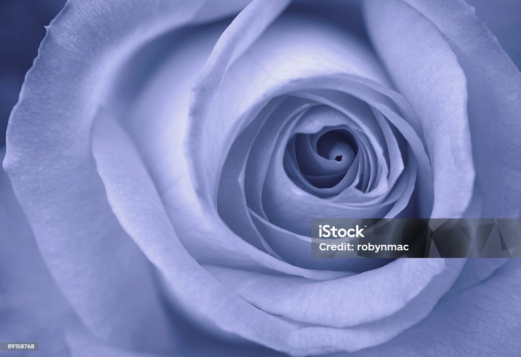 Blue Rose  Beauty Stock Photo