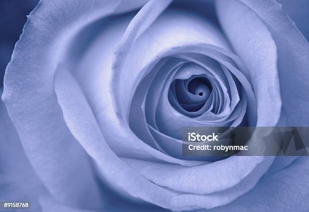 Blue Rose Stock Photo - Download Image Now - Beauty, Beauty In Nature, Blue