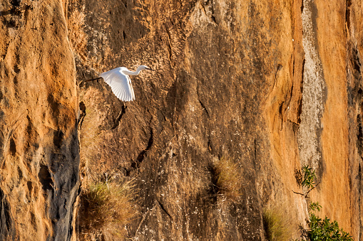 White heron on the banks of the Tsiribihina river, Western Madagascar