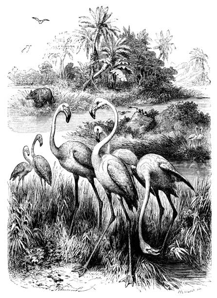 flamingi (rycina wiktoriańska) - flamingo bird medium group of animals animals feeding stock illustrations