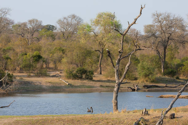 istock Fish eagle sit in a dead tree near a waterhole in africa 891588902