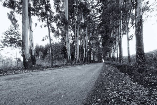 istock Narrow lane of eucalyptus trees on a dirt road artistic conversion 891588918