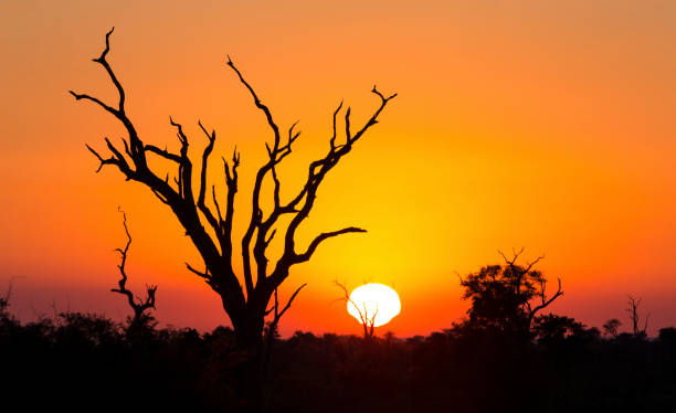 istock African sunset with a tree silhouette and the large orange sun 891589000