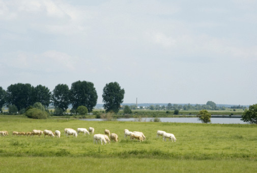grey sky over grazing sheep in green grassy meadow in hilly countryside of south limburg in the netherlands