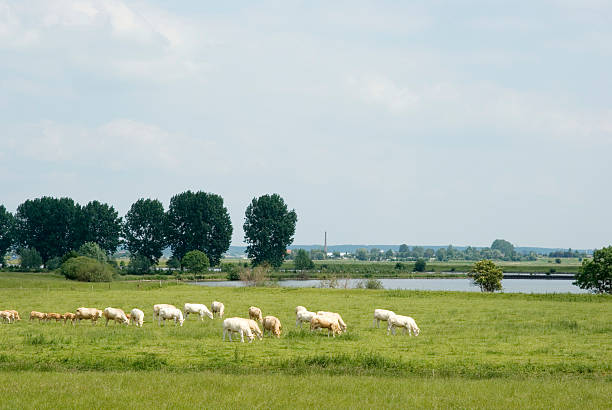 Dutch Landscape: Brown Cows along the River Lek  lek river in the netherlands stock pictures, royalty-free photos & images