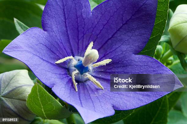 Blu Campanula - Fotografie stock e altre immagini di Campanula grandiflora - Campanula grandiflora, Aiuola, Ambientazione esterna