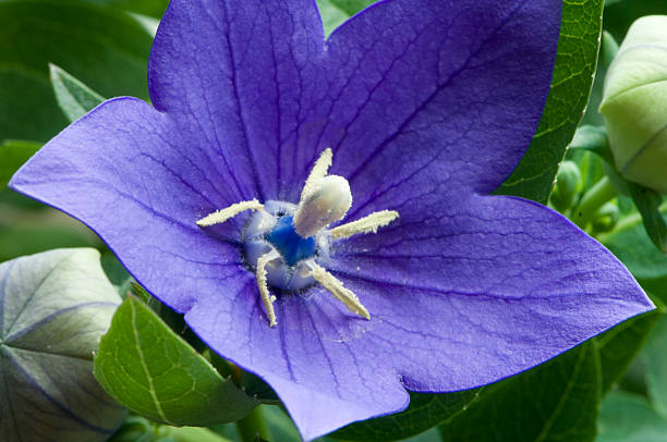 blue kampanula - campanula bluebell natures houseplant zdjęcia i obrazy z banku zdjęć