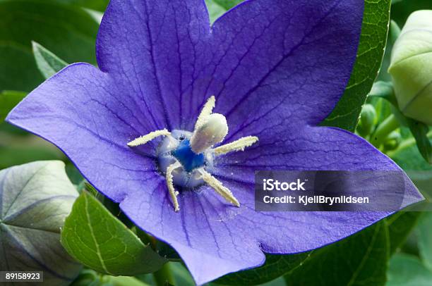Azul Campânula - Fotografias de stock e mais imagens de Campanula Grandiflora - Campanula Grandiflora, Aberto, Ao Ar Livre