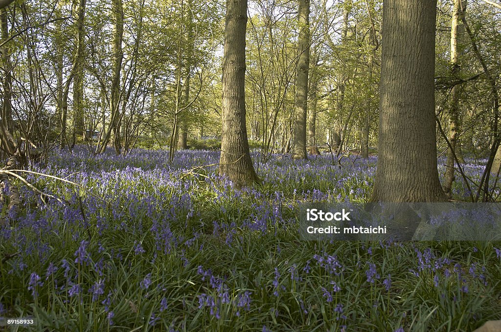 Bluebells  Beauty In Nature Stock Photo