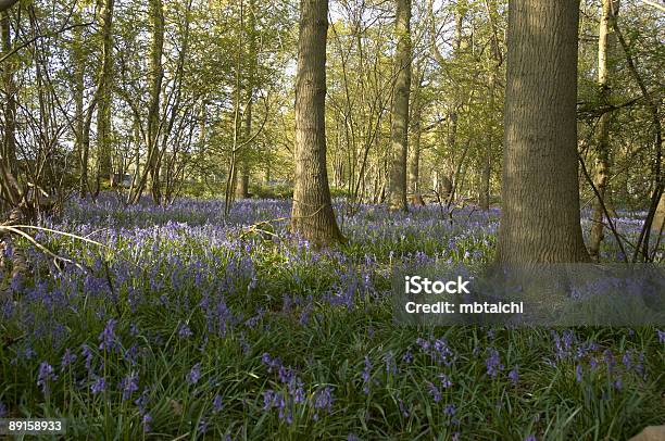 Bluebells Stock Photo - Download Image Now - Beauty In Nature, Blue, Bluebell