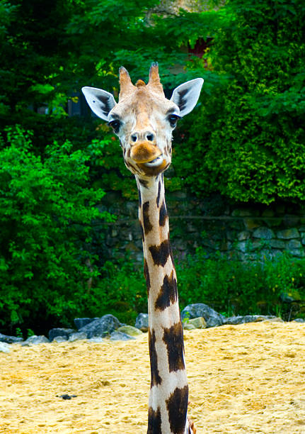 giraffe stock photo